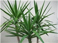 yucca